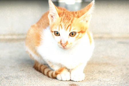 An orange cat gazing calmly indicates alertness and observation.