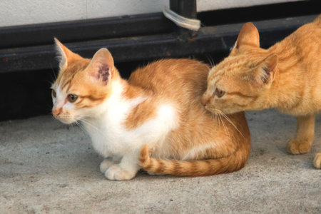 An orange cat gazing calmly indicates alertness and observation.