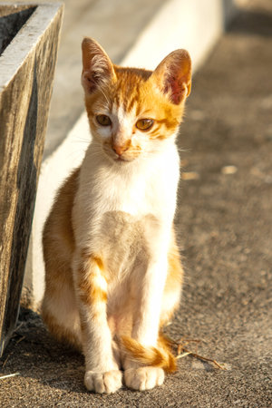 An orange cat gazing calmly indicates alertness and observation.の写真素材