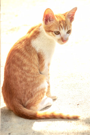 An orange cat gazing calmly.