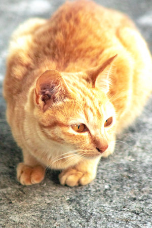 An orange cat gazing calmly indicates alertness and observation.