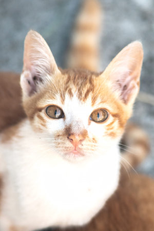 An orange cat gazing calmly indicates alertness and observation.