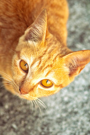An orange cat gazing calmly indicates alertness and observation.