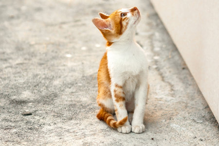An orange cat gazing calmly.