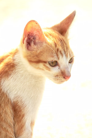 An orange cat gazing calmly indicates alertness and observation.