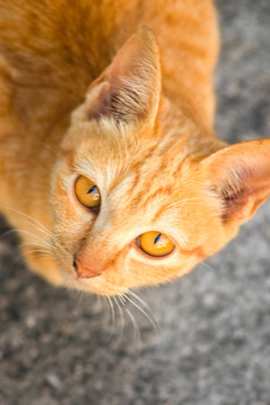 An orange cat gazing calmly indicates alertness and observation.の写真素材