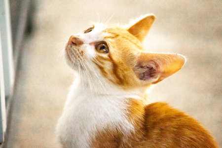An orange cat gazing calmly indicates alertness and observation.