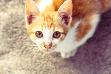 An orange cat gazing calmly indicates alertness and observation.