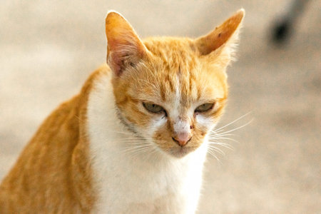 An orange cat gazing calmly indicates alertness and observation.