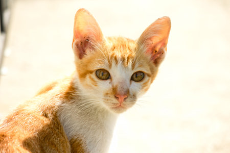 An orange cat gazing calmly indicates alertness and observation.