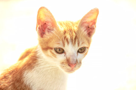 An orange cat gazing calmly indicates alertness and observation.