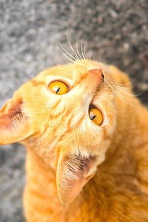An orange cat gazing calmly indicates alertness and observation.の写真素材
