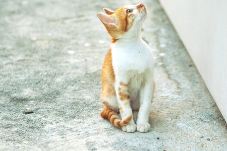 An orange cat gazing calmly indicates alertness and observation.の写真素材