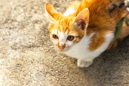 An orange cat gazing calmly indicates alertness and observation.の写真素材