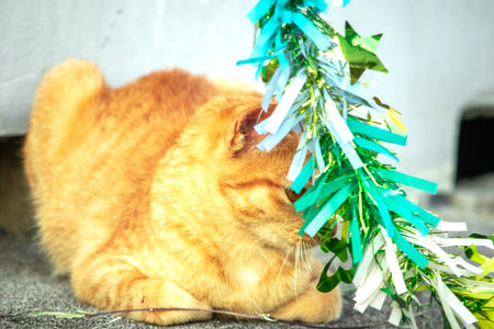 Orange cats play with ribbons or stringy objects, stimulating their hunting instincts.