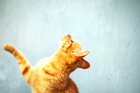 Orange cats play with ribbons or stringy objects.