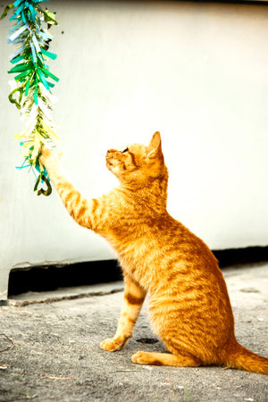 Orange cats play with ribbons or stringy objects, stimulating their hunting instincts.