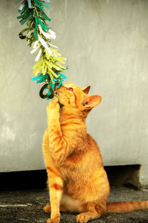 Orange cats play with ribbons or stringy objects, stimulating their hunting instincts.