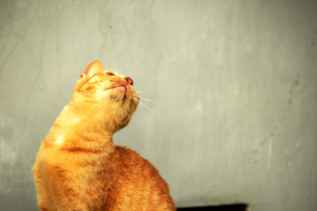 Orange cats play with ribbons or stringy objects.
