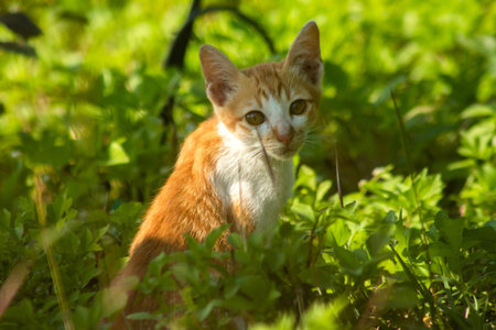 Orange cats in the lawn; they use the height of the grass to camouflage themselves and observe prey.