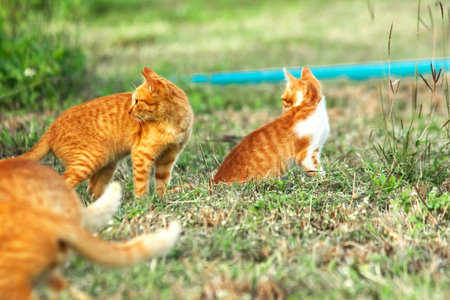 Orange cats in the lawn; they use the height of the grass to camouflage themselves and observe prey.