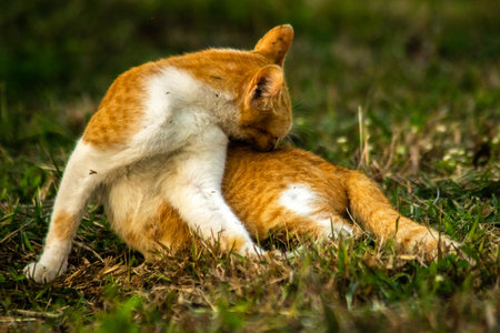 Orange cats in the lawn; they use the height of the grass to camouflage themselves.の写真素材