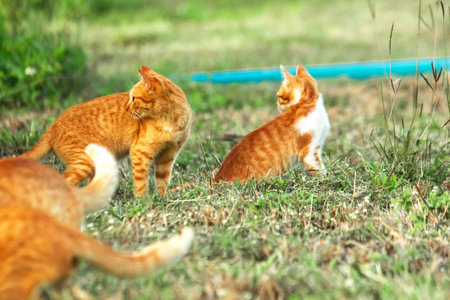 Orange cats in the lawn; they use the height of the grass to camouflage themselves and observe prey.の写真素材