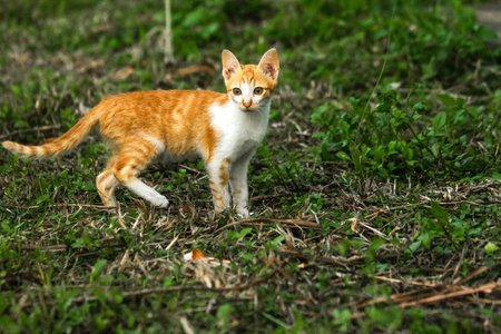 Orange cats in the lawn; they use the height of the grass to camouflage themselves and observe prey.の写真素材