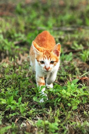 Orange cats in the lawn; they use the height of the grass to camouflage themselves and observe prey.