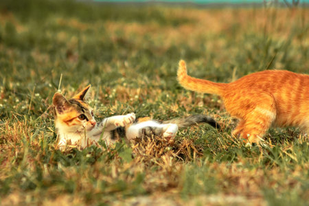 Orange cats in the lawn; they use the height of the grass to camouflage themselves and observe prey.