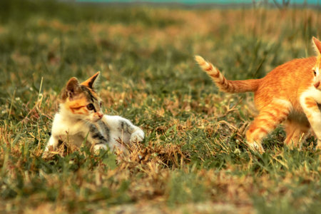 Orange cats in the lawn; they use the height of the grass to camouflage themselves and observe prey.