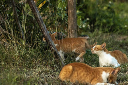 Orange cats in the lawn; they use the height of the grass to camouflage themselves and observe prey.の写真素材