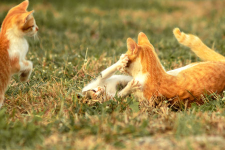 When kittens play together, they crouch low, sneak quietly, and pounce on each other, practicing...