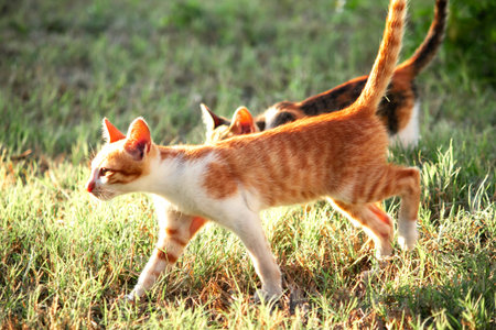 Orange cats in the lawn; they use the height of the grass to camouflage themselves and observe prey.