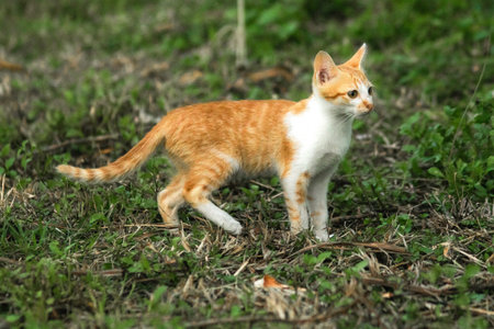 Orange cats in the lawn; they use the height of the grass to camouflage themselves and observe prey.