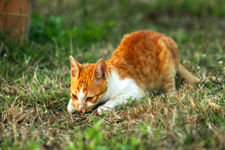 Orange cats in the lawn; they use the height of the grass to camouflage themselves and observe prey.の写真素材