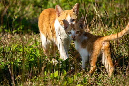 Orange cats in the lawn; they use the height of the grass to camouflage themselves and observe prey.