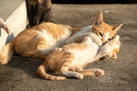 Kittens playing with each other helps develop speed and agility in movement.の写真素材