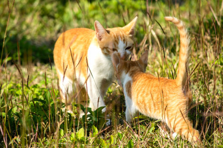 Orange cats in the lawn; they use the height of the grass to camouflage themselves.