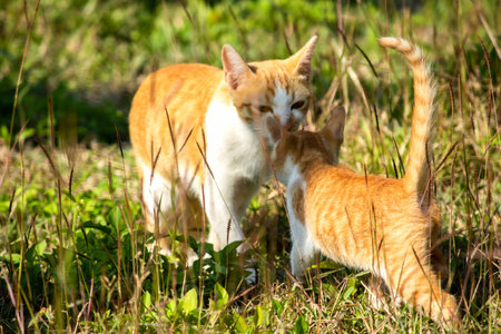 Orange cats in the lawn; they use the height of the grass to camouflage themselves and observe.