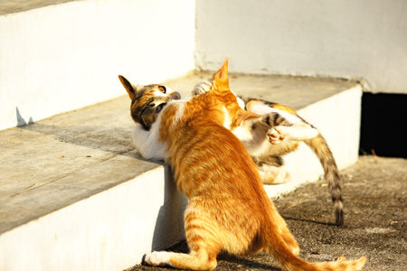 Kittens playing with each other helps develop speed and agility in movement.