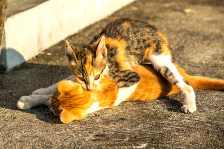 Kittens playing with each other helps develop speed and agility in movement.の写真素材