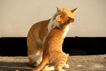 Kittens playing with each other helps develop speed and agility in movement.の写真素材
