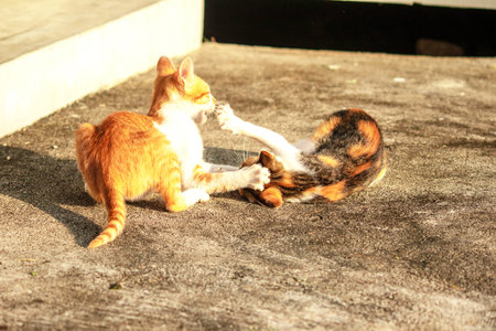Kittens playing with each other helps develop speed and agility in movement.の写真素材