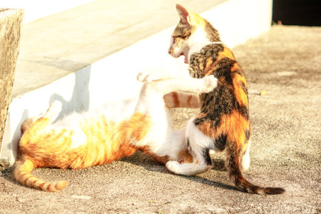 Kittens playing with each other helps develop speed and agility in movement.の写真素材