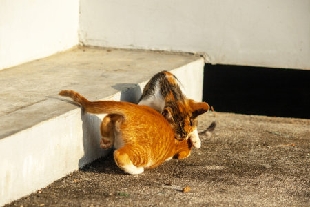Kittens playing with each other helps develop speed and agility in movement.の写真素材