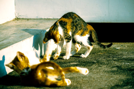 Kittens playing with each other helps develop speed and agility in movement.の写真素材