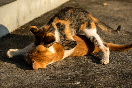 Kittens playing with each other helps develop speed and agility in movement.の写真素材