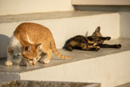 An orange kitten exploring reflects the extremely curious personality typical of orange cats.