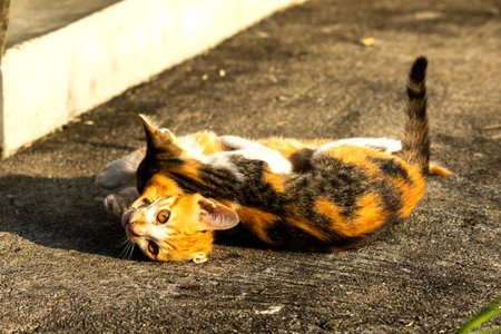 Kittens playing with each other helps develop speed and agility in movement.の写真素材